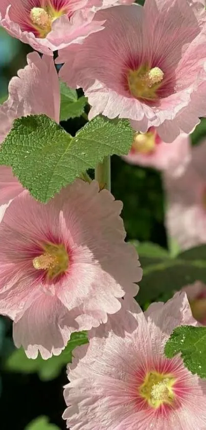 Pink hollyhock flowers and green leaves wallpaper.