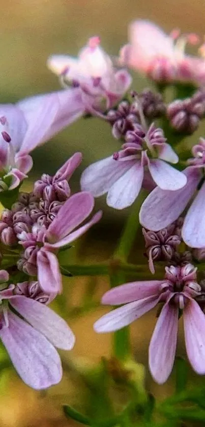 Delicate pink flowers blossoming in nature.