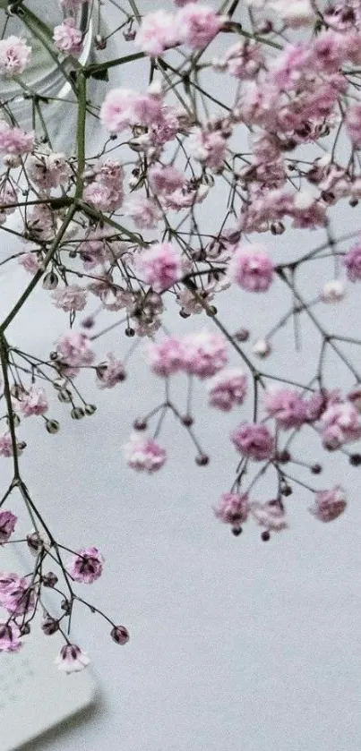 Delicate pink flowers on white background