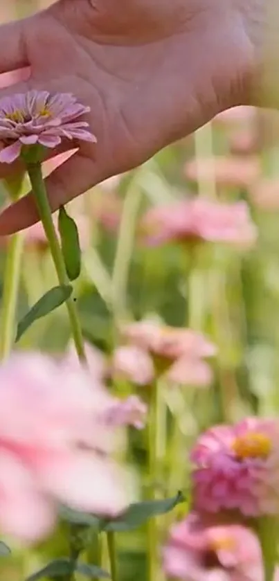 Hand touching pink flowers in a sunlit field.