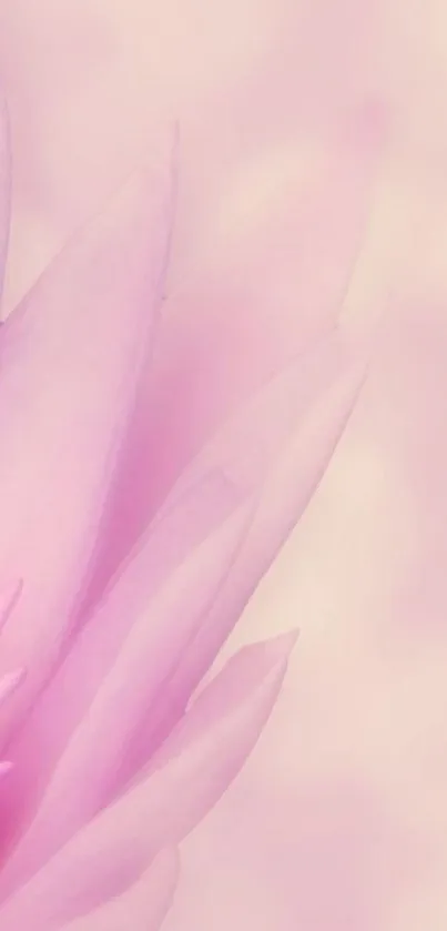 Elegant pink flower mobile wallpaper on soft pastel background.