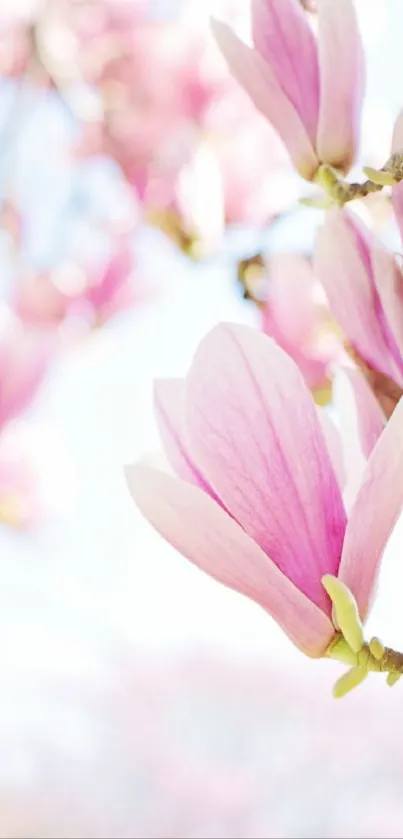 Mobile wallpaper with pink magnolia flowers in spring bloom.