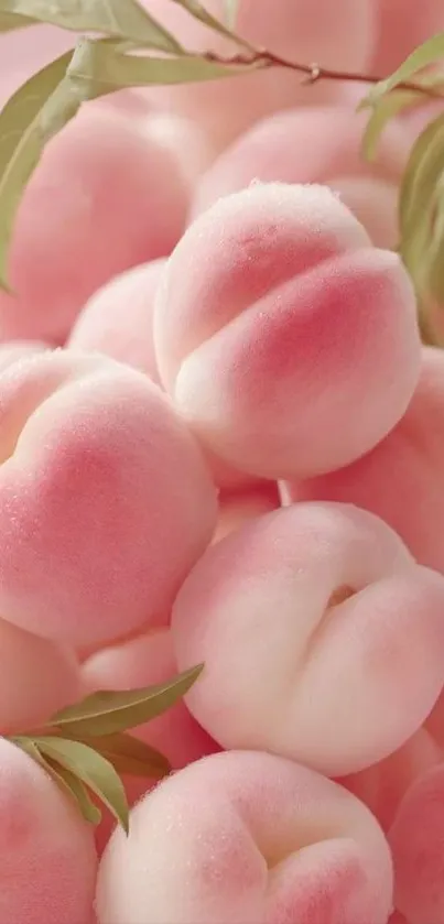 Cluster of soft pink peaches with green leaves.