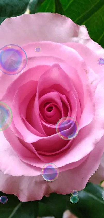 Pink rose with bubbles on leafy background.