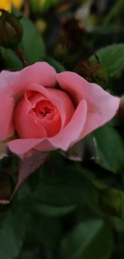 Close-up of a pink rose with green leaves.