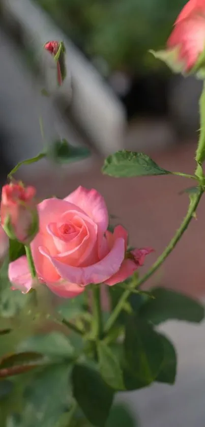 Mobile wallpaper featuring a delicate pink rose with lush green leaves.