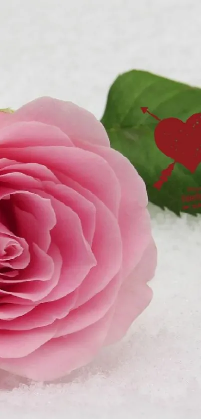 Pink rose on white snow background, romantic mobile wallpaper.