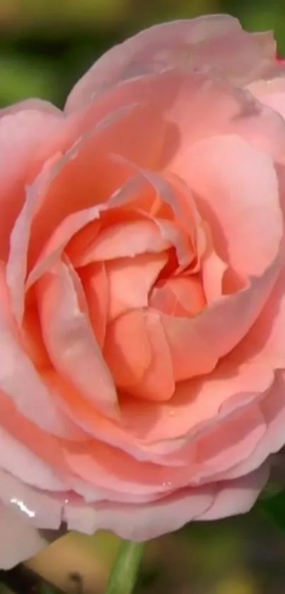 Delicate soft pink rose in full bloom showcasing beauty.