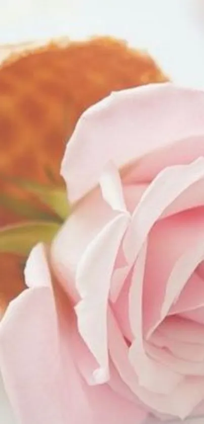 Delicate pink rose with waffle cone on light background.