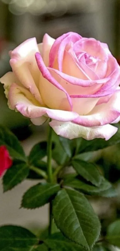 Close-up of a delicate pink rose with green leaves.