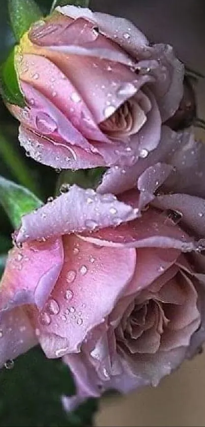 Pink roses with dewdrops, elegant wallpaper design.