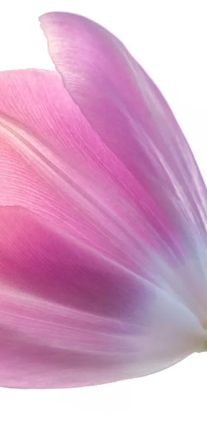 Close-up of a delicate pink tulip against a white background.