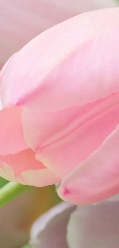 Close-up of a delicate pink tulip with soft petals.