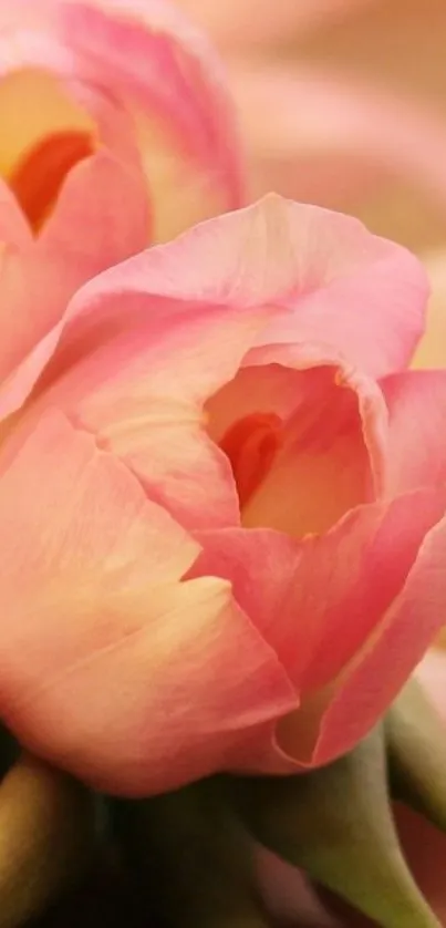 Close-up of delicate pink tulips with soft petals.