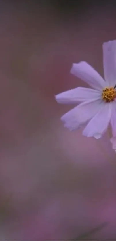 Delicate purple flower on a soft, blurred background.