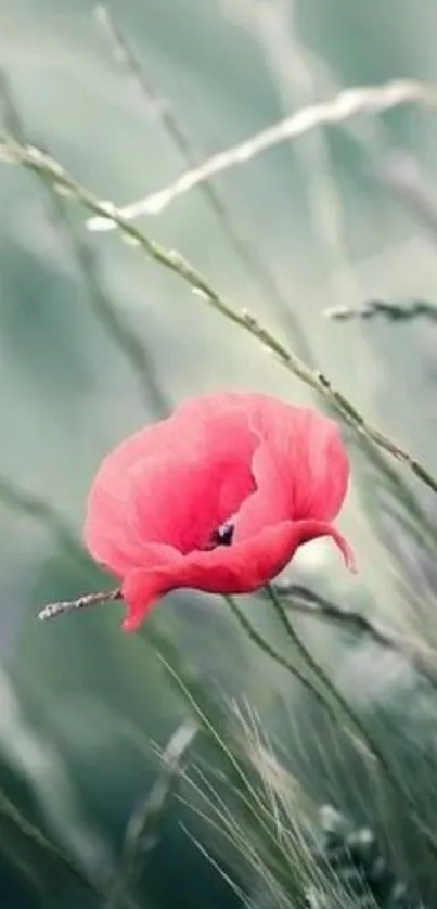 Delicate red flower on green field background.