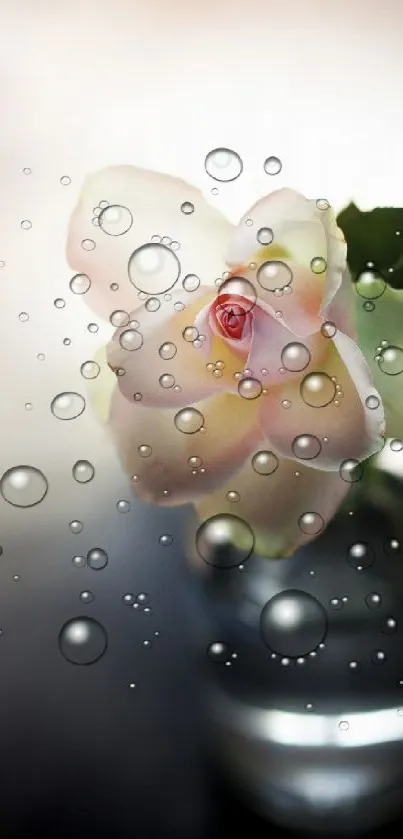 Delicate pink rose surrounded by bubbles, set against a blurred background.