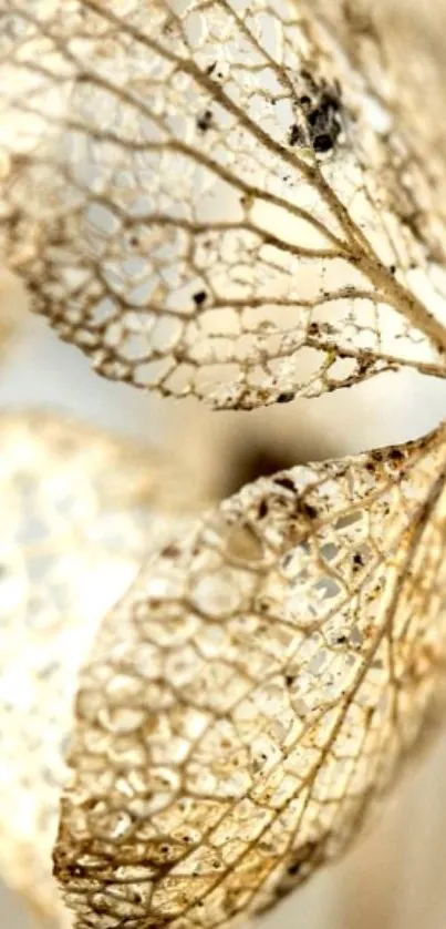 Close-up of a delicate skeleton leaf with beige tones.