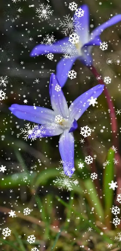 Purple flower with snowflakes on nature background wallpaper.