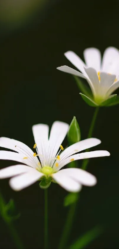 Delicate white flowers with green stems.