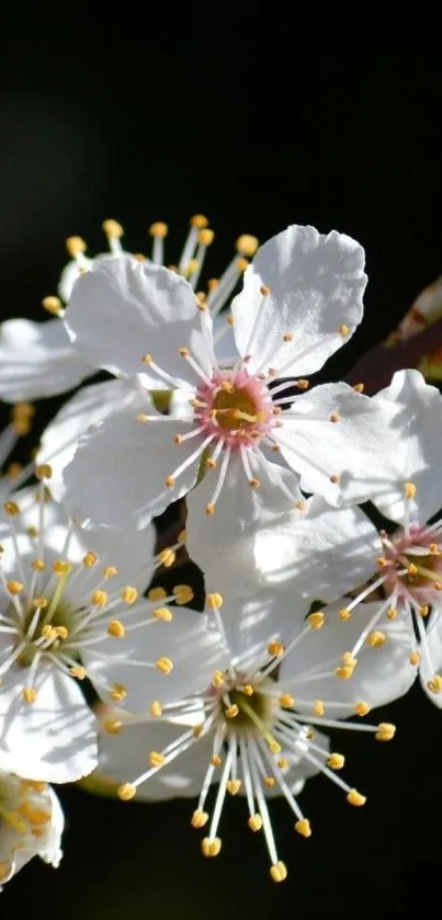 White blossoms with yellow stamens on a dark background.