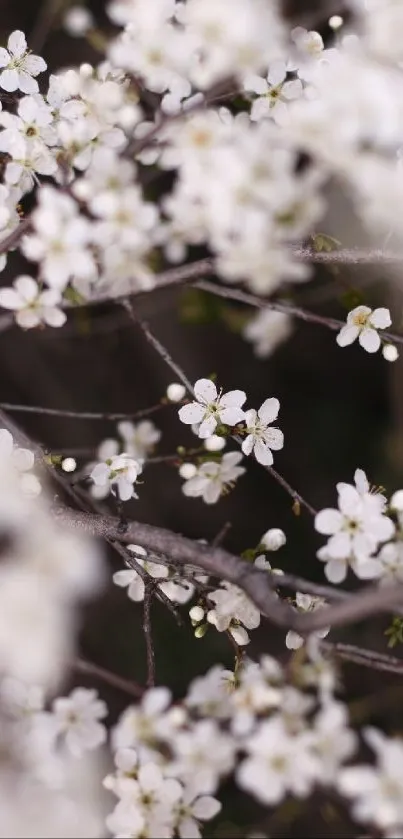 Serene mobile wallpaper with white blossoms and blurred branches.