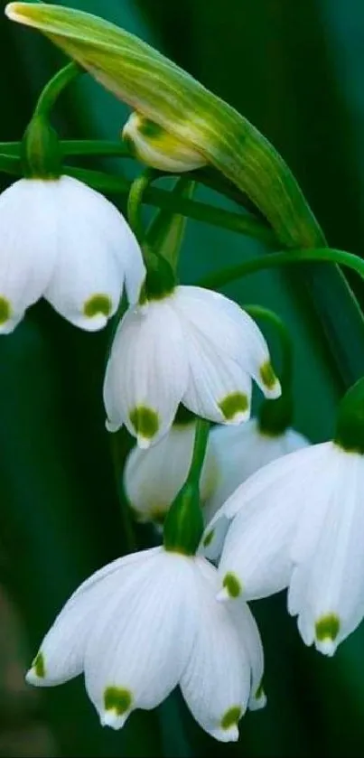 Delicate white flowers on green leaves wallpaper.