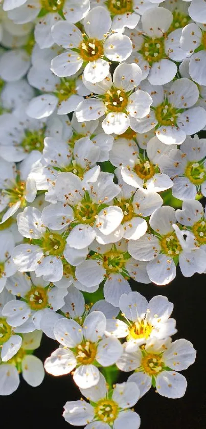 Close-up of delicate white flowers in a beautiful arrangement.