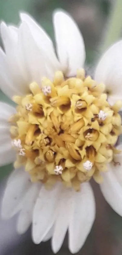 Close-up of a white flower with soft petals and a yellow center.