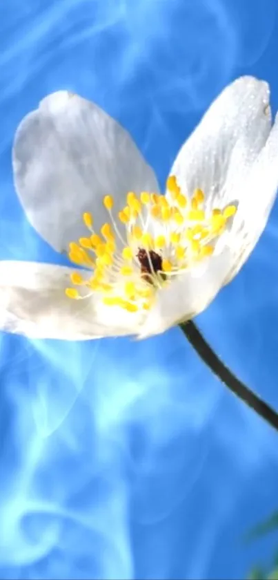 White flower with yellow center on a blue background wallpaper.