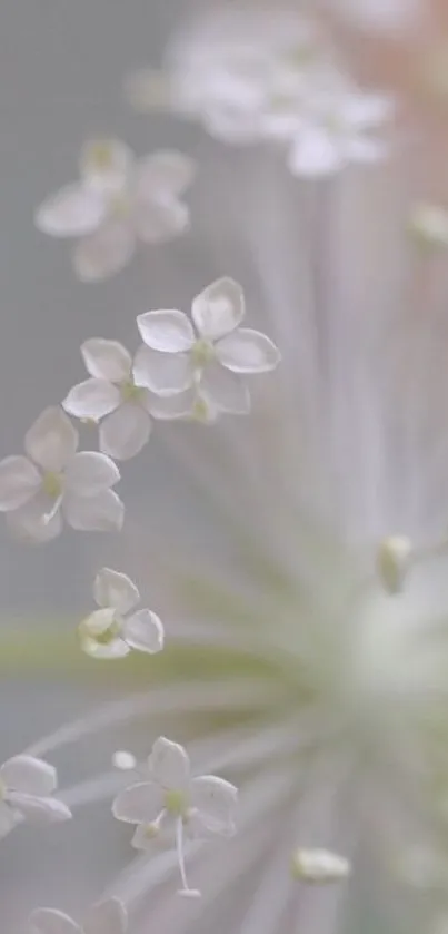 Close-up of delicate white flowers with soft green background.