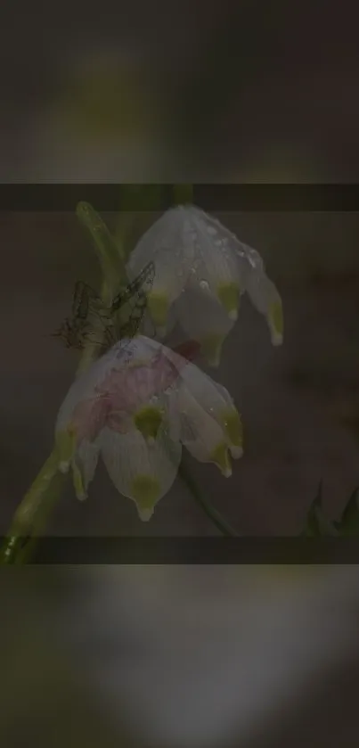 Dewy white flowers in a serene mobile wallpaper.