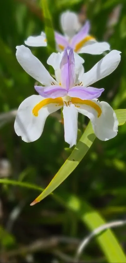 Close-up of a white iris flower with green leaves background.