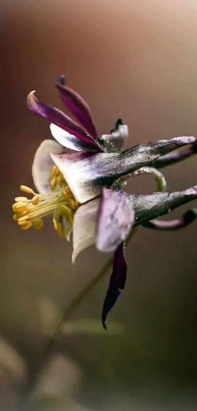 Close-up of a purple wildflower with soft focus background.