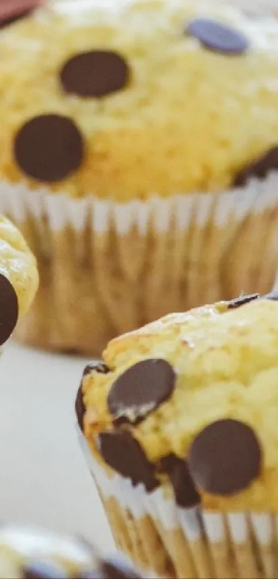 Golden chocolate chip muffins with a delicious sweet texture.