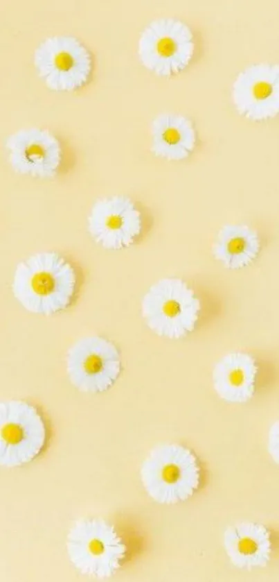 Soft yellow wallpaper with scattered white daisies.