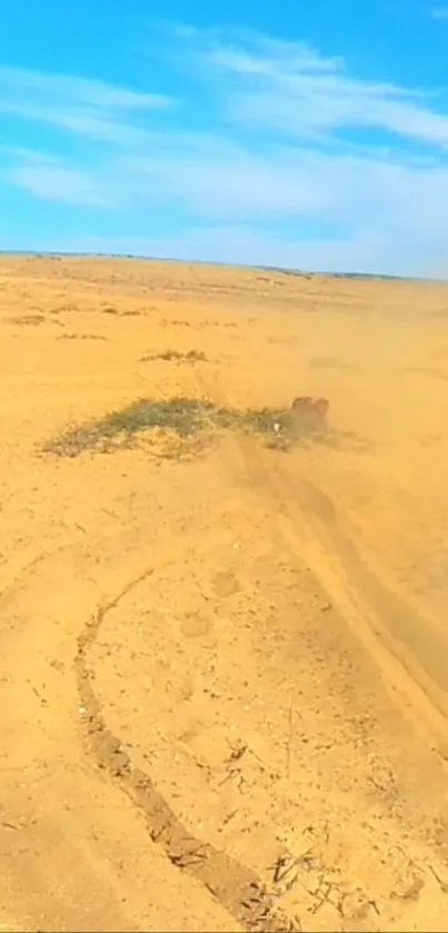 Golden desert landscape with a blue sky and a sandy trail.