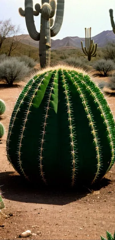 Green cactus in a sandy desert landscape with clear sky.