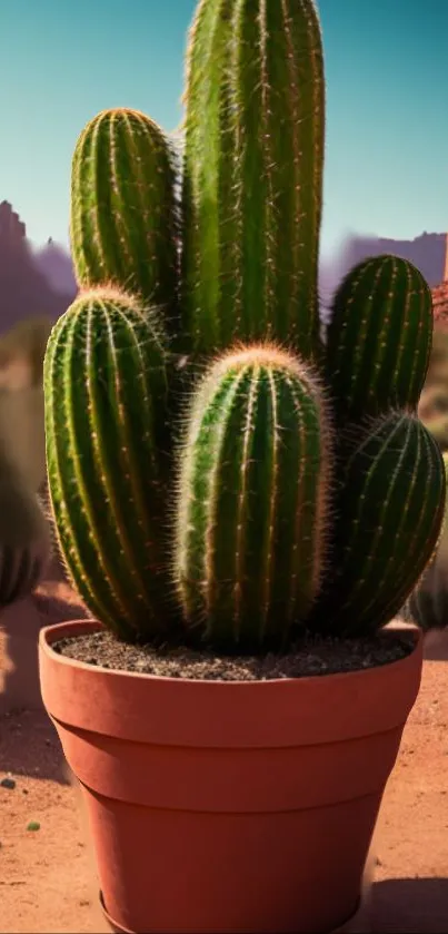 Potted green cactus set in a desert landscape, showcasing natural beauty.