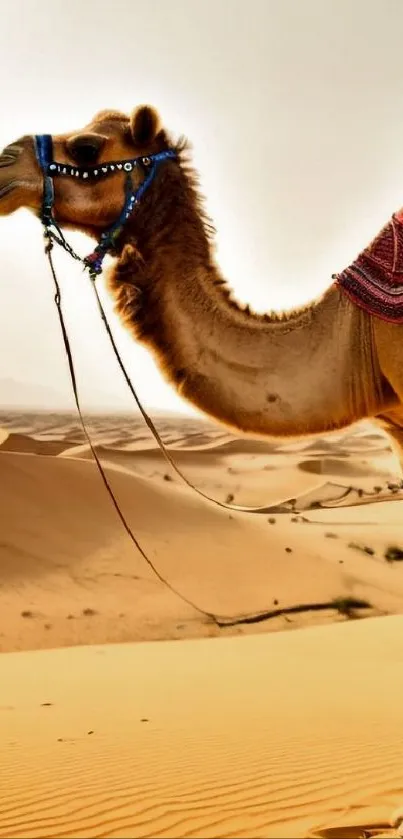 Camel with saddle in a sunny desert landscape.