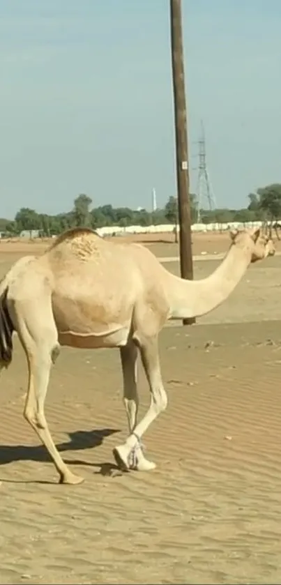 Camel strolling through serene desert landscape.