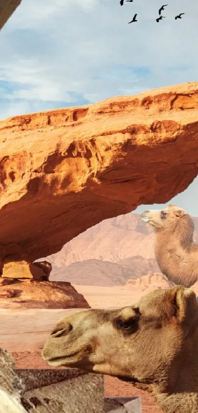 Camels under an orange rock arch with a desert background.