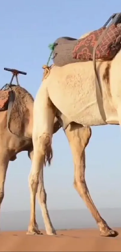 Two camels standing in a sandy desert against a clear blue sky.