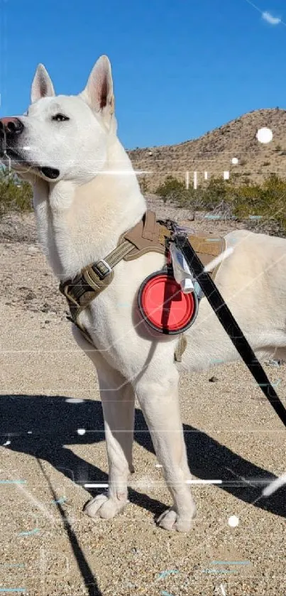 Majestic dog standing proudly in a desert landscape with a clear blue sky.