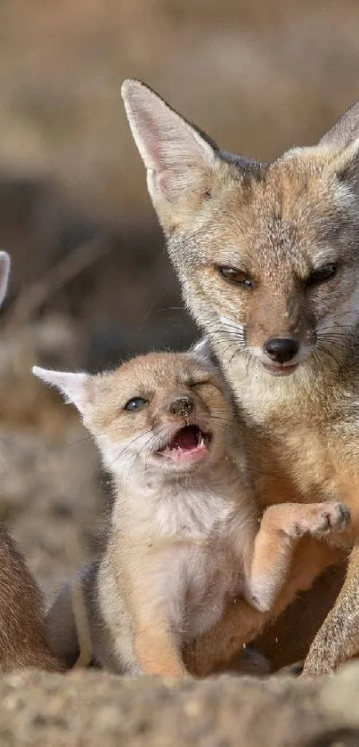 Desert fox family with cubs in natural habitat.