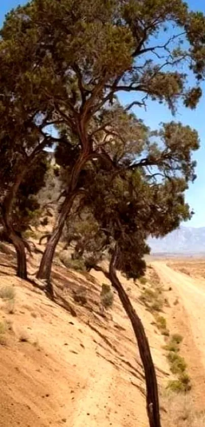 Bent trees along a sandy path in a desert landscape with mountains.