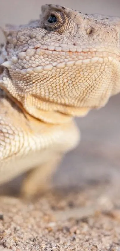 Desert lizard on sand, blending seamlessly with its surroundings.