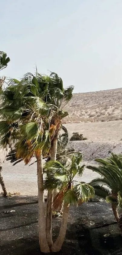 Palm trees in serene desert landscape wallpaper.