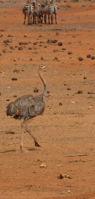 Ostrich walking in a sandy desert landscape with wildlife in the background.