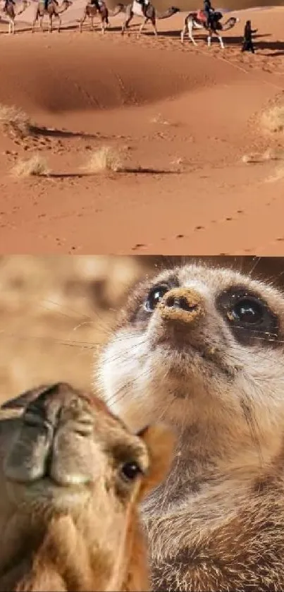 Camels crossing desert with meerkat close-up.